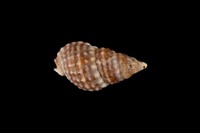 藏品(粗紋織紋螺)的圖片